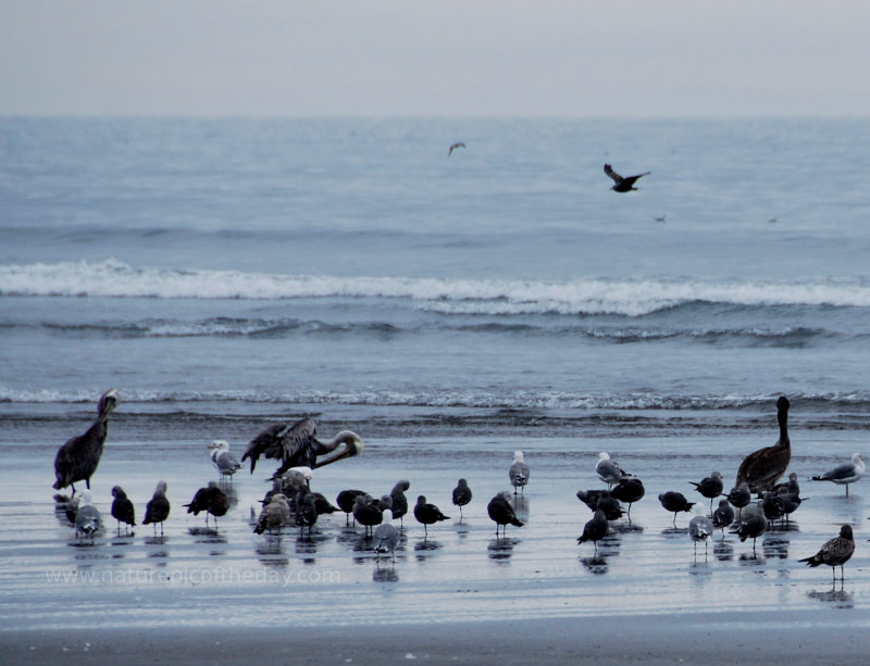 Birds on the Beach!  In Washington State.