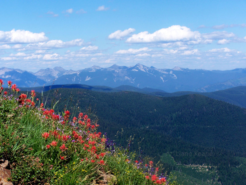 Wildflowers in Montana