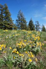 Wildflowers in the Mountains