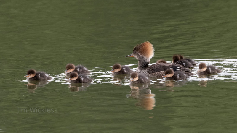 Mergansers in Nebraska