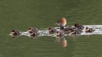 Mergansers in Nebraska