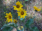 Wildflowers in Idaho