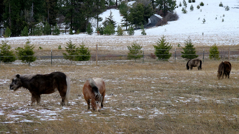 Miniature ponies in Idaho!