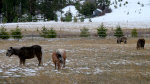 Miniature ponies in Idaho!