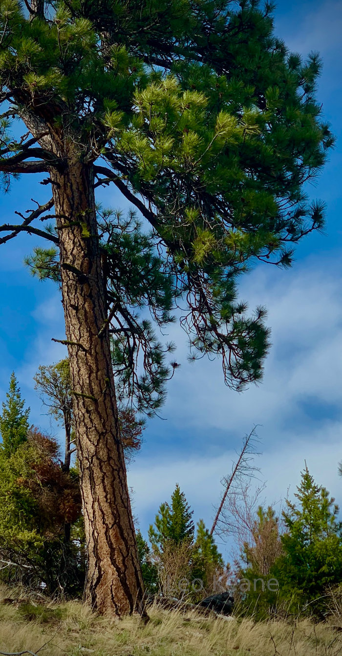 Ponderosa Pine in Kalispell, Montana