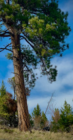 Ponderosa Pine in Kalispell, Montana
