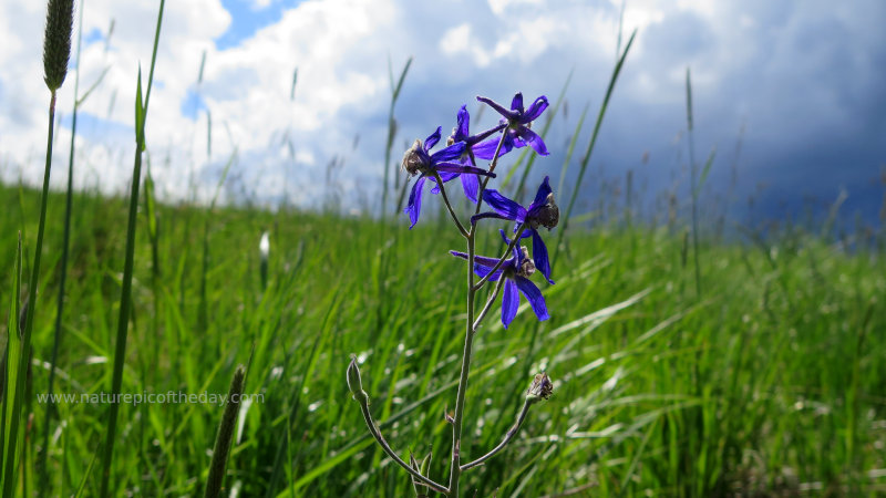 Flower before the storm