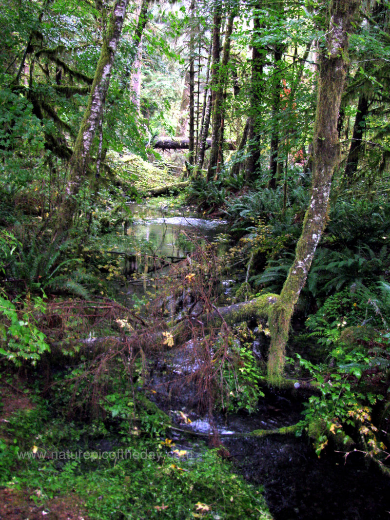 Hoh Rainforest