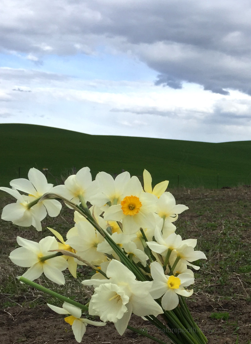 Daffodils on the Palouse