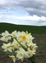 Daffodils on the Palouse