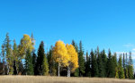 Birch in Montana in the Fall
