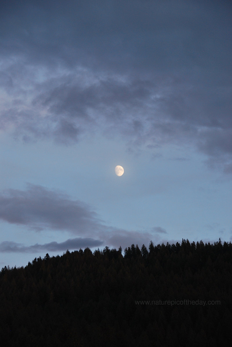 Moon rise over the forest