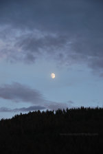 Moon rise over the forest