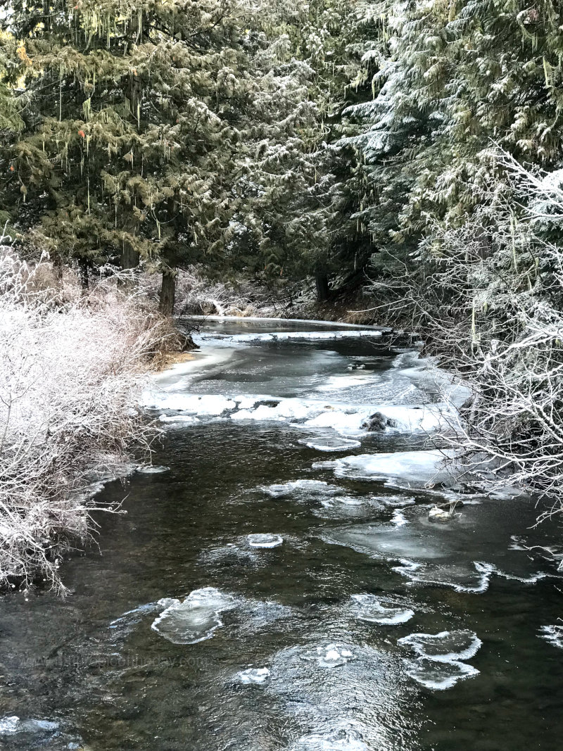 A frosty river in the woods!