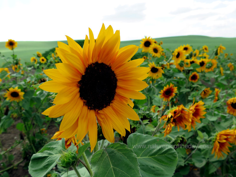 Sunflowers