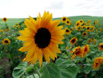 Sunflowers