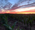 Cornfield in PA