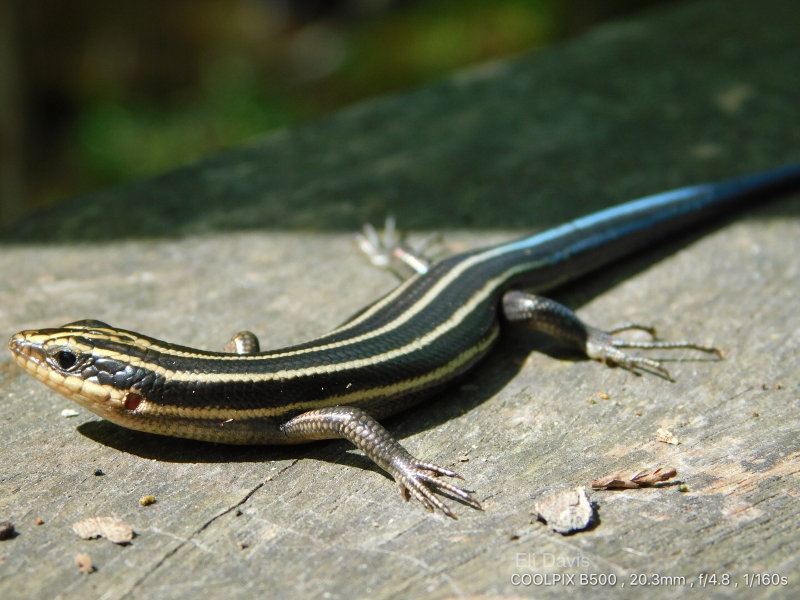 Taken on a Fence post railing on a spring sunny day in South Carolina