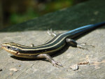 Taken on a Fence post railing on a spring sunny day in South Carolina