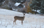 Whitetail Doe