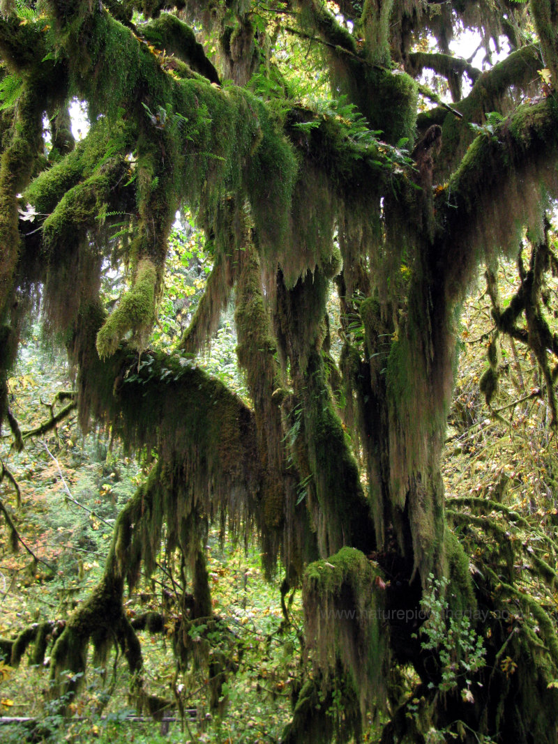 The Hoh Rainforest