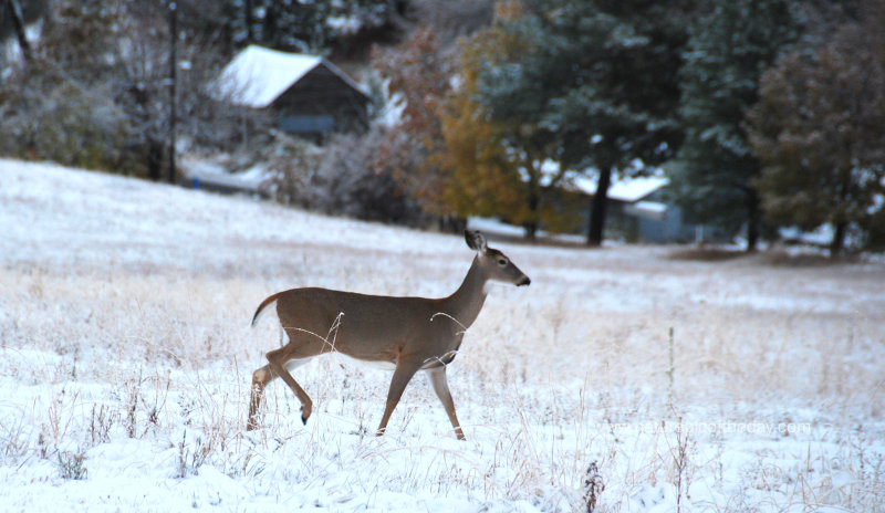 Whitetail in the snow.