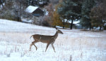 Whitetail in the snow.