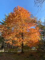 Maple Tree in Jefferson, MA