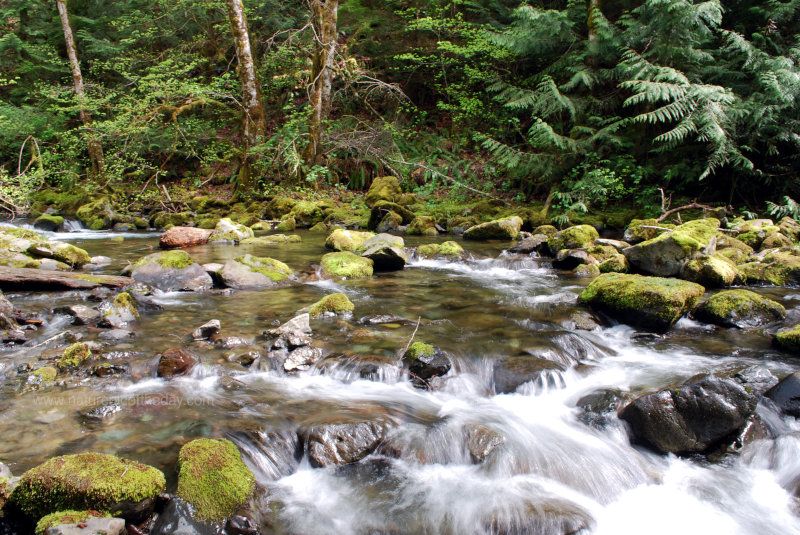 Creek in the Forest