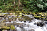 Creek in the Forest