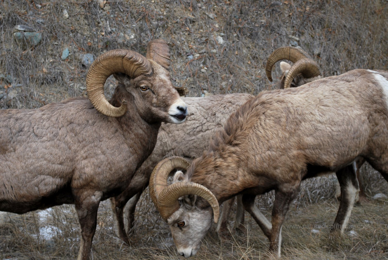 Bighorn Sheep in Montana