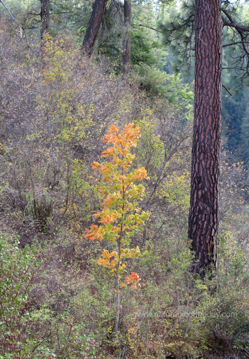 Tree in the Fall