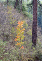 Tree in the Fall