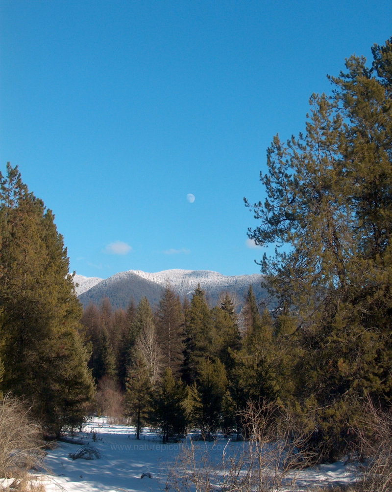 Moon in Montana in the Winter