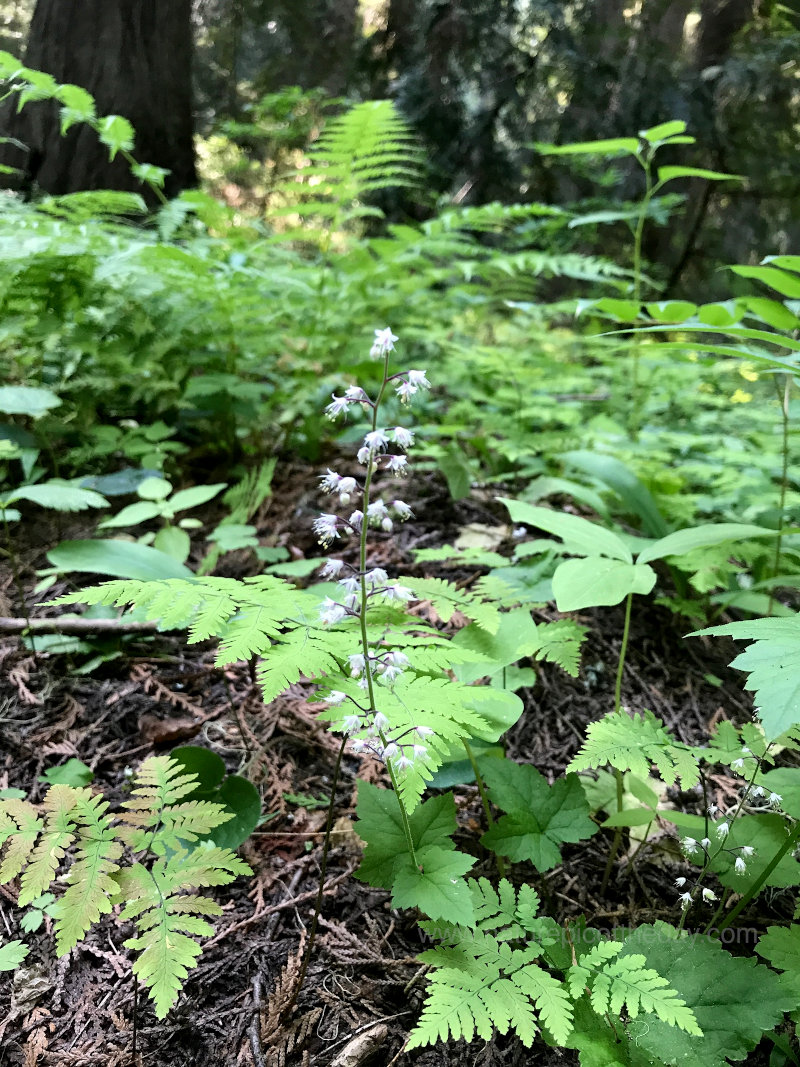 Flower In The Forest