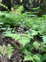 Flower In The Forest