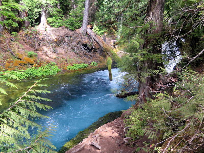 McKenzie River, Oregon