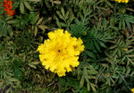 Yellow Marigold