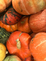 Pumpkins and other gourds