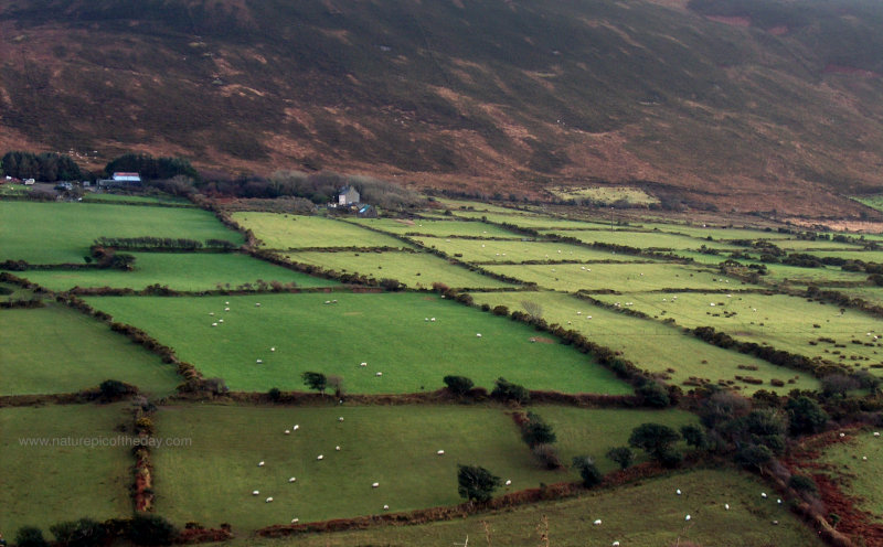 Sheep in Ireland