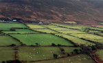 Sheep in Ireland