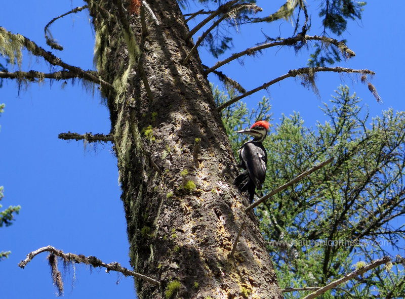 Pileated Woodpecker in Idaho