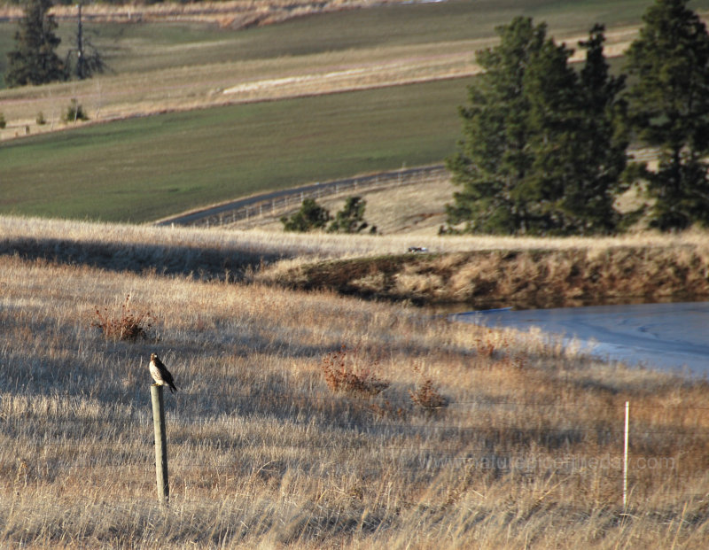 Hawk on a fence post