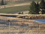 Hawk on a fence post