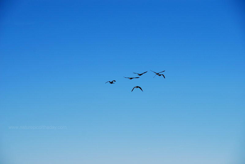 Canada Goose Flock heading north.