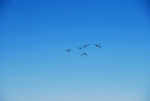 Canada Goose Flock heading north.