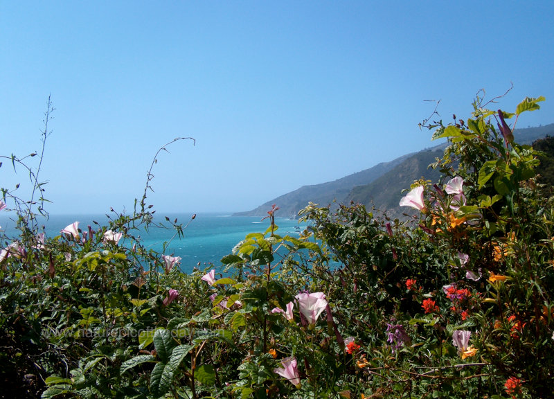 Wildflowers on the California Coast