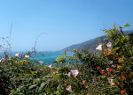 Wildflowers on the California Coast