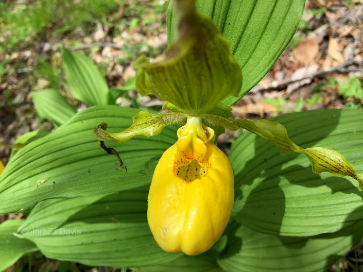 Beautiful Flowers in Spruce Pine, North Carolina (USA)