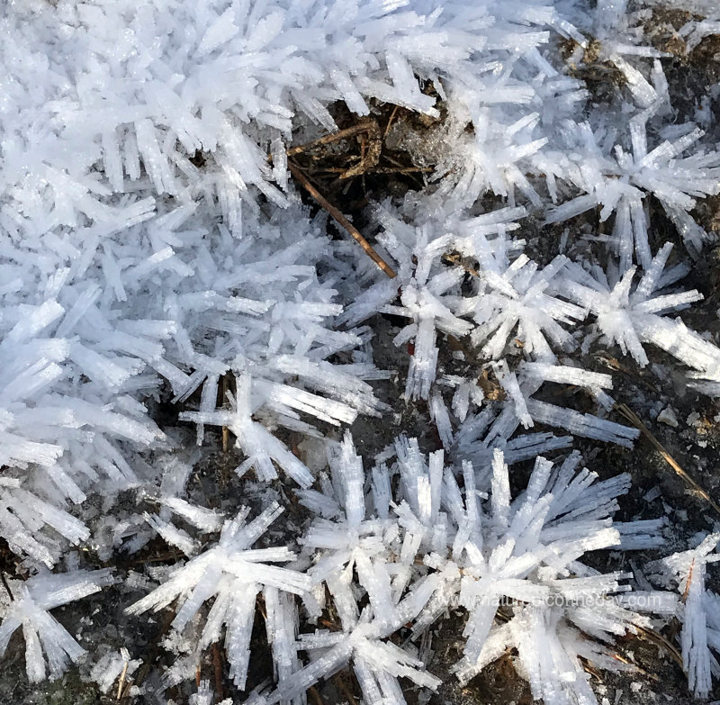 Frost Crystals growing in Idaho